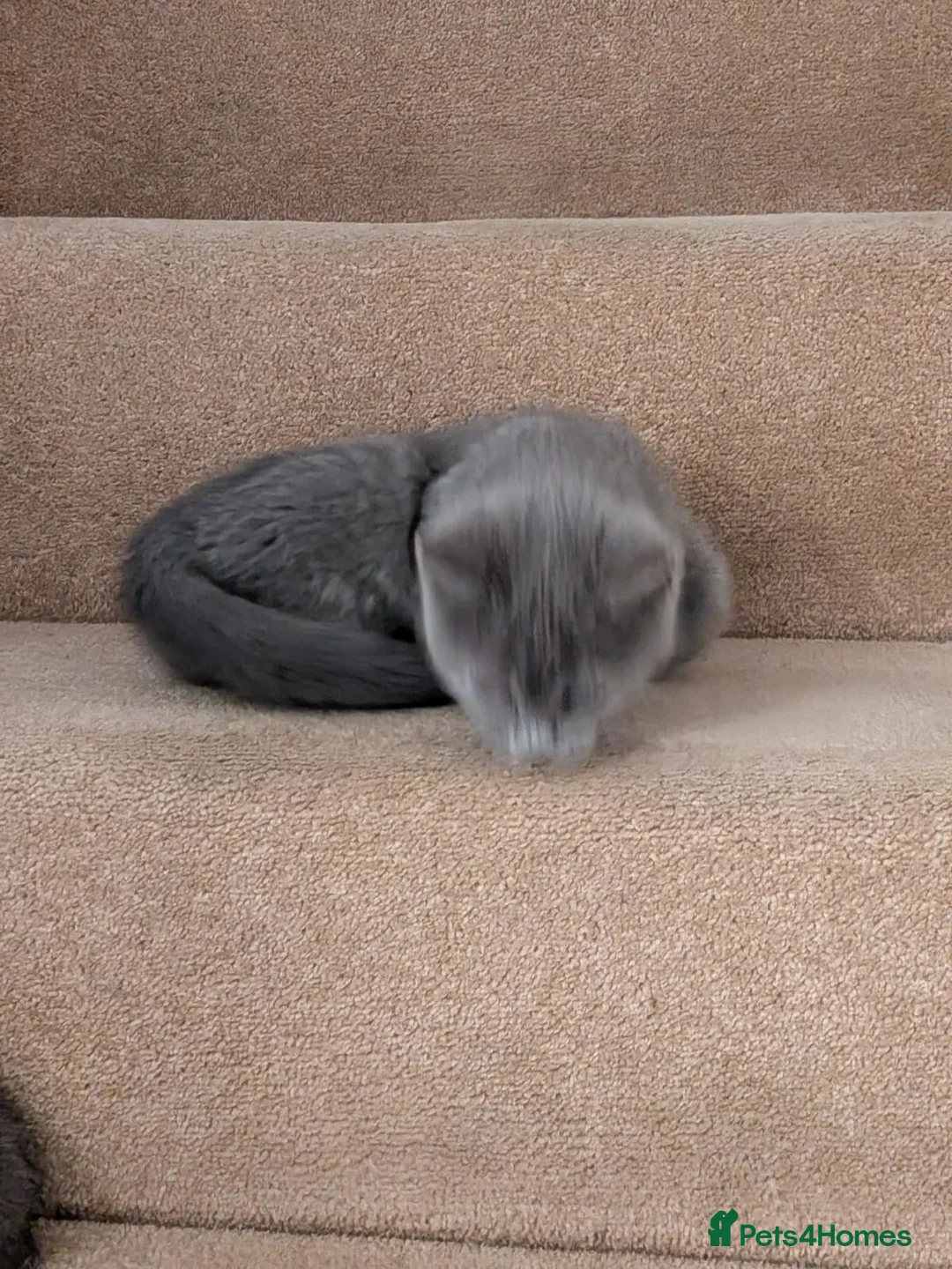 Russian Blue cats for sale: Pure Russian Blue kittens for sale  - Advert 7