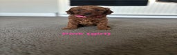 Cockapoo dogs for sale: Beautiful cockapoo puppies  - Advert 12