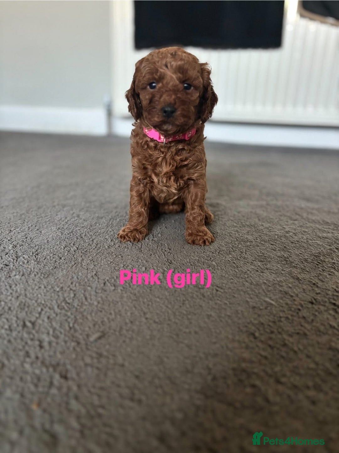 Cockapoo dogs for sale: Beautiful cockapoo puppies  - Advert 12