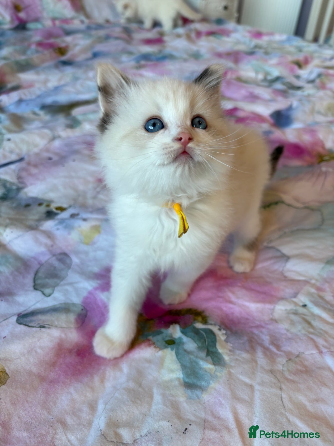 Ragdoll cats for sale: Kittens from Extensively Health Tested Parents - Advert 13