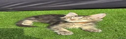 Maine Coon cats for sale: Last Boy Ready now Tica MaineCoon  - Advert 11