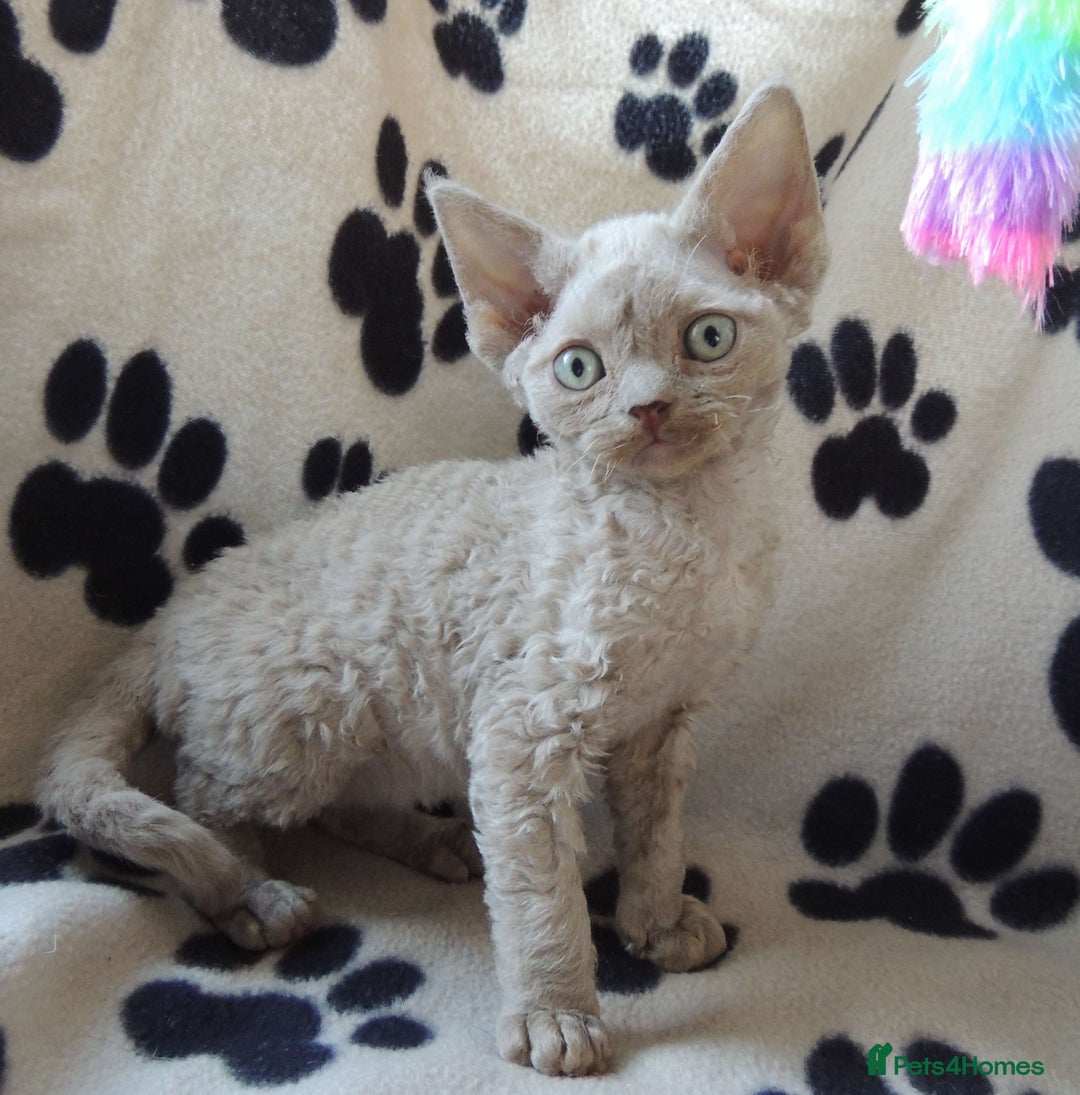 Devon Rex cats for sale: Beautiful Devon Rex Kittens - GCCF registered - Image 6