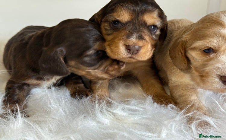 Cocker Spaniel dogs - Advert 4