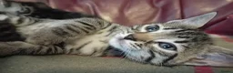 Bengal cats for sale: 4x Girls & 4x Boys – Stunning Bengal cross Kittens - Advert 27