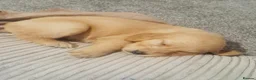 Golden Retriever dogs for sale: Golden retriever puppies (7)  in Barton-upon-Humber - Advert 21
