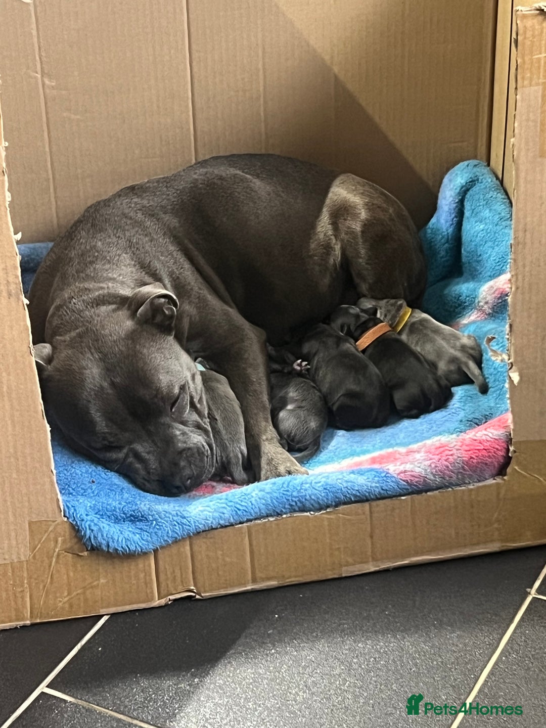Staffordshire Bull Terrier dogs for sale: Champion kc VALGLO bloodline puppies for sale  - Image 2