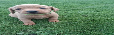 Labrador Retriever 4