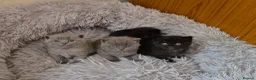 British Shorthair cats for sale: Adorable british short hair kittens - Advert 7