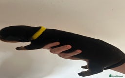 Rottweiler dogs for sale: Rottweiler puppies  - Image 3