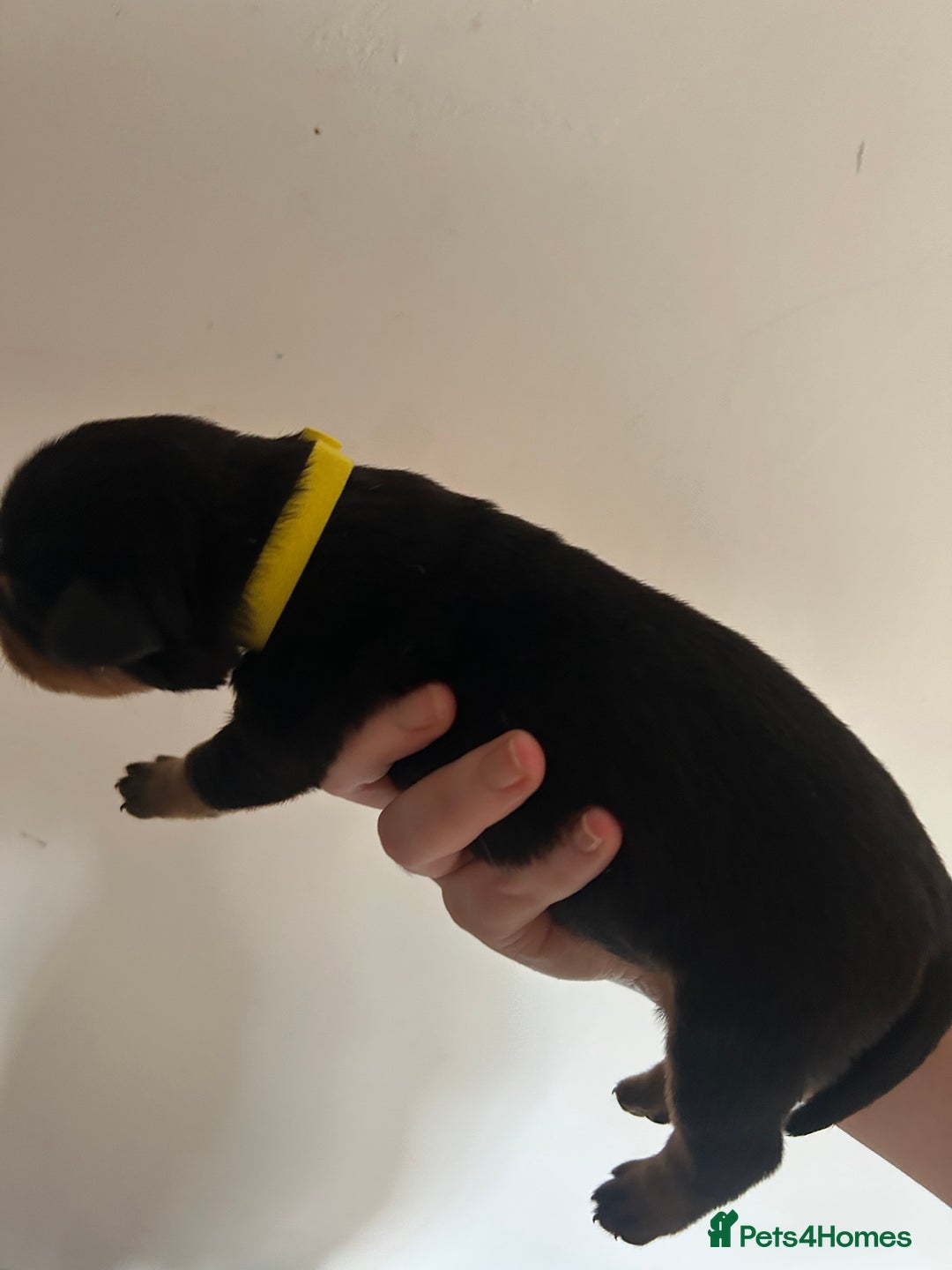 Rottweiler dogs for sale: Rottweiler puppies  - Image 3