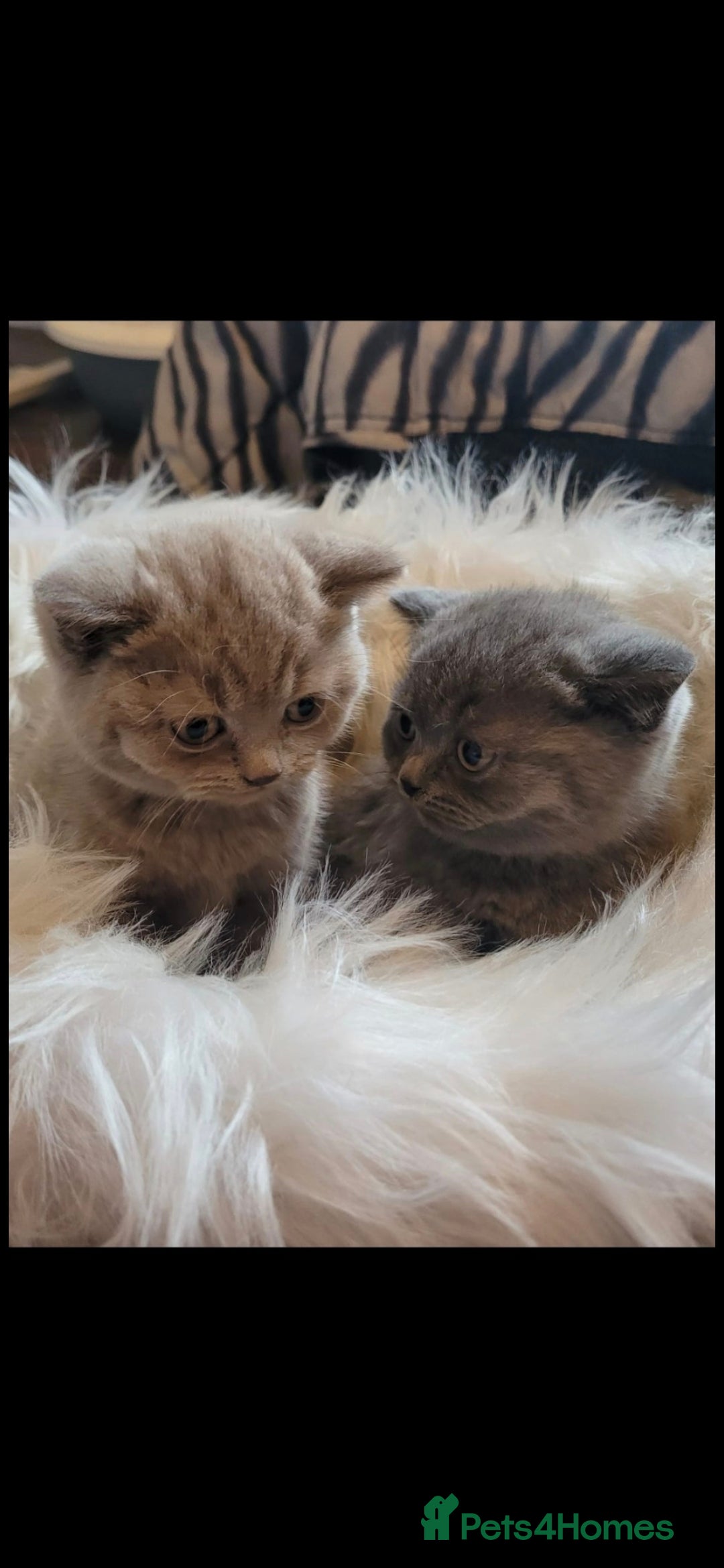 British Shorthair cats for sale: British shorthair kittens for sale  - Image 2
