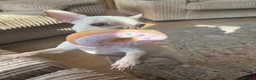 Chihuahua dogs for sale: Chihuahua for sale  - Advert 2