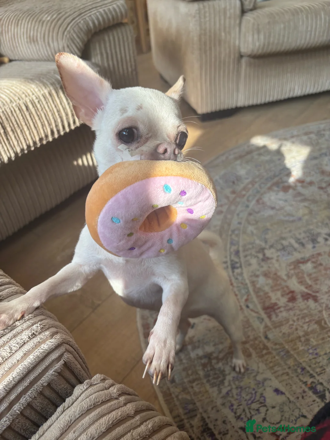 Chihuahua dogs for sale: Chihuahua for sale  - Advert 2