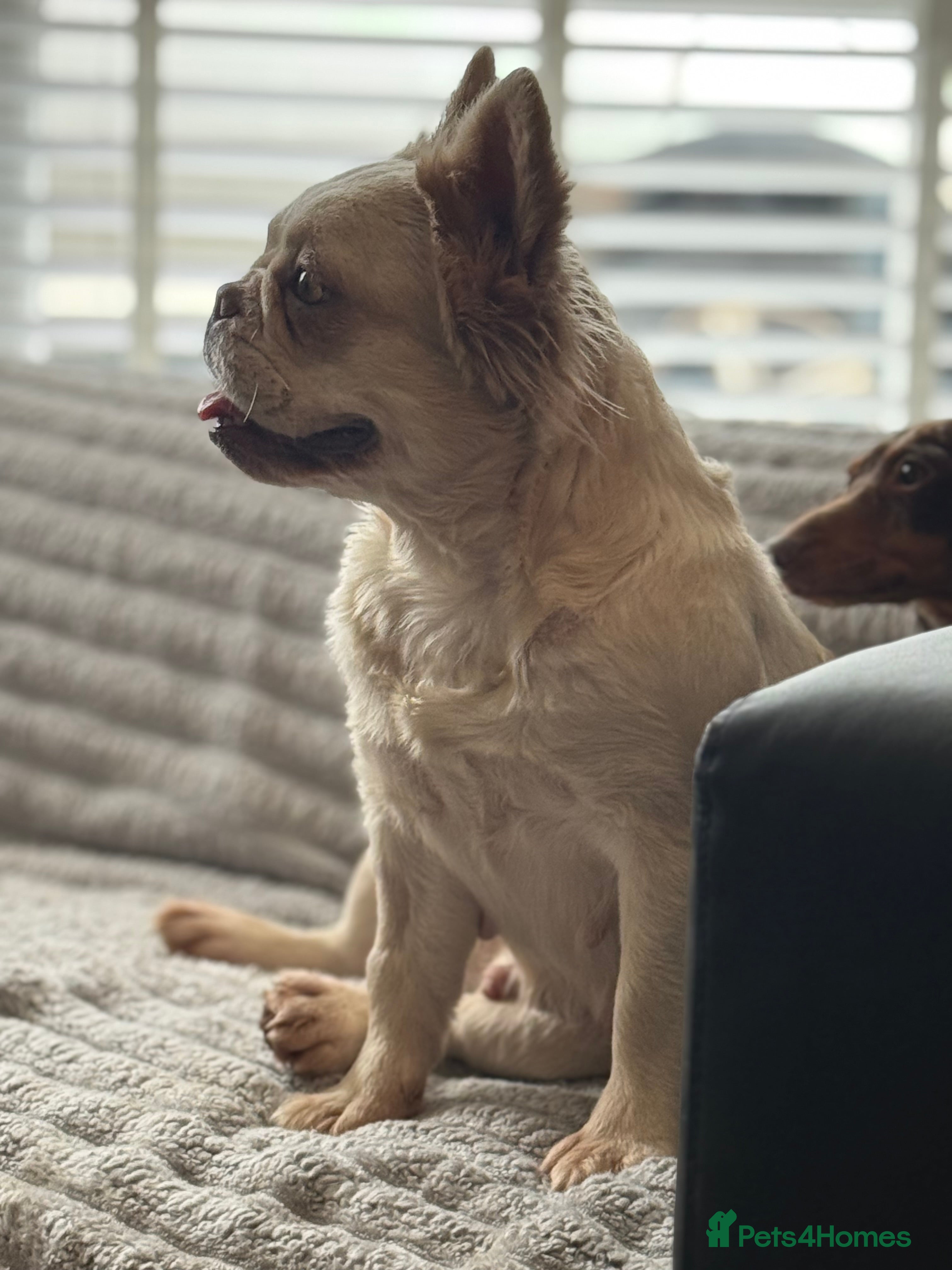 French Bulldog dogs Amazing fluffy girl - Advert 1