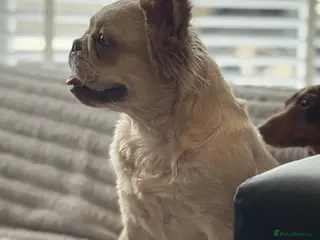 French Bulldog dogs Amazing fluffy girl - Advert 1