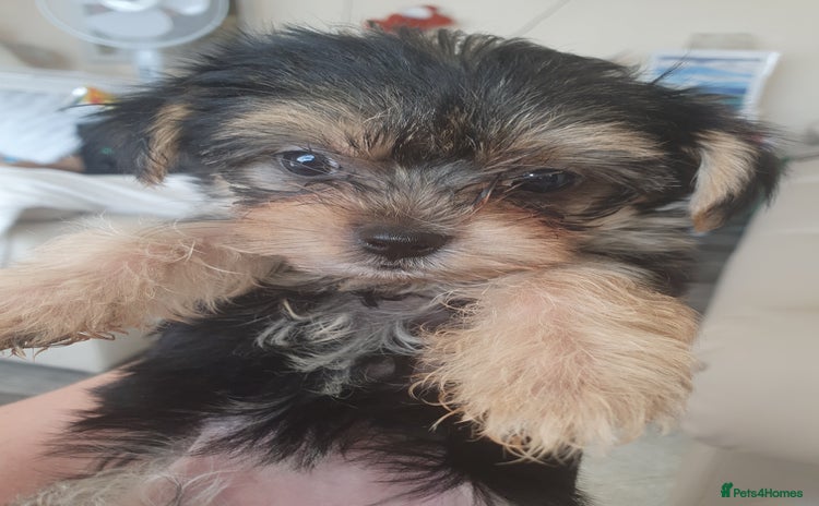 Morkie dogs - Advert 1