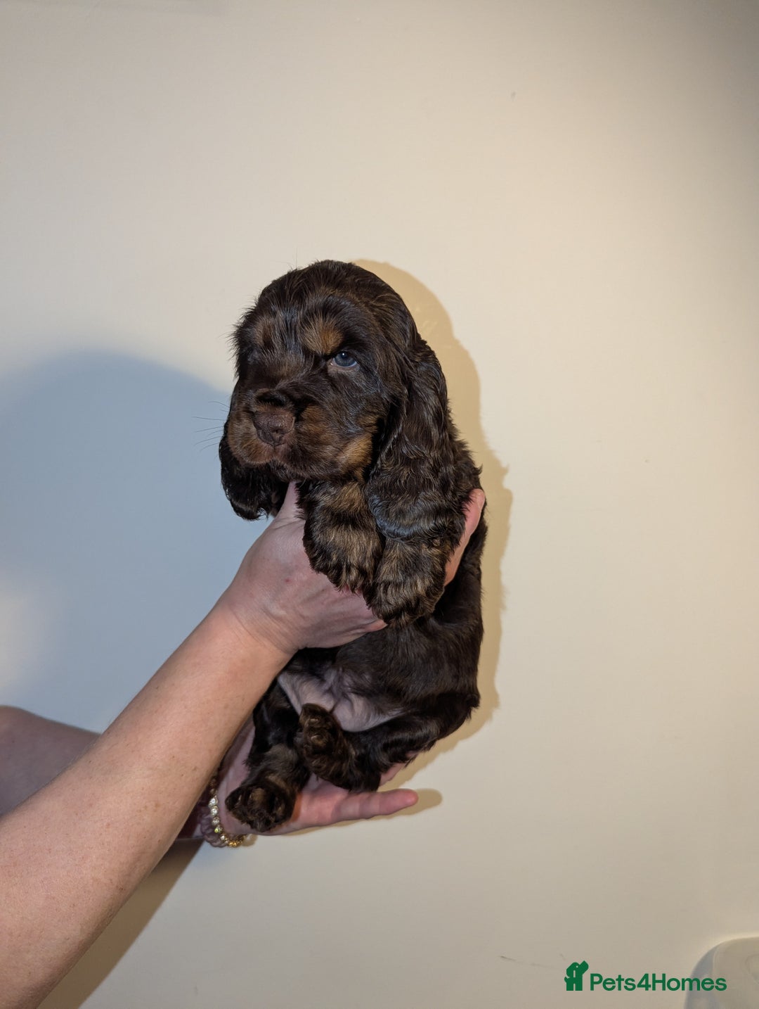 Cocker Spaniel dogs for sale: LAST ONE GIRL NEW🏠Kc reg English Cockerspaniel 🏠 - Advert 17