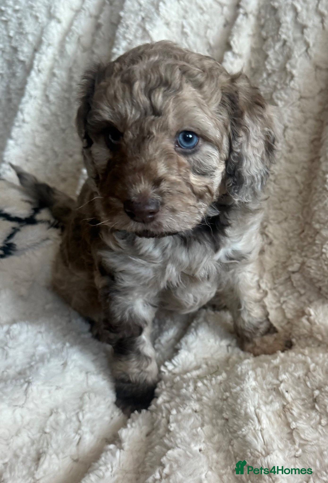 Cockapoo dogs Cockapoo x Labradoodle Hybrid - Advert 9