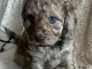 Cockapoo dogs Cockapoo x Labradoodle Hybrid - Advert 9