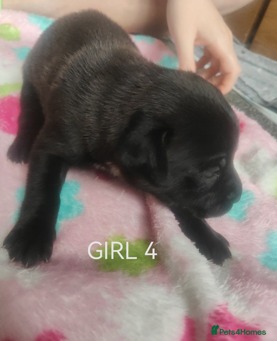 Mixed Breed dogs for sale: Lab x staff pups  - Image 10