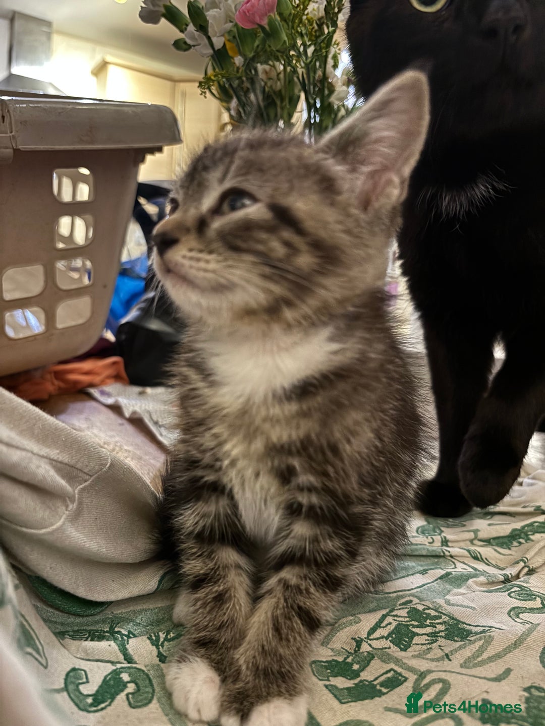 Domestic Shorthair cats for sale: Two gorgeous kittens - Tabby girl and tuxedo boy - Image 7