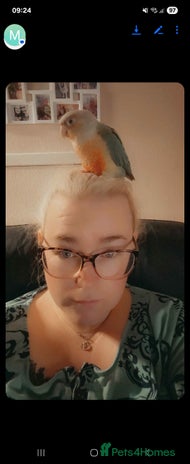 Conures birds - Advert 13