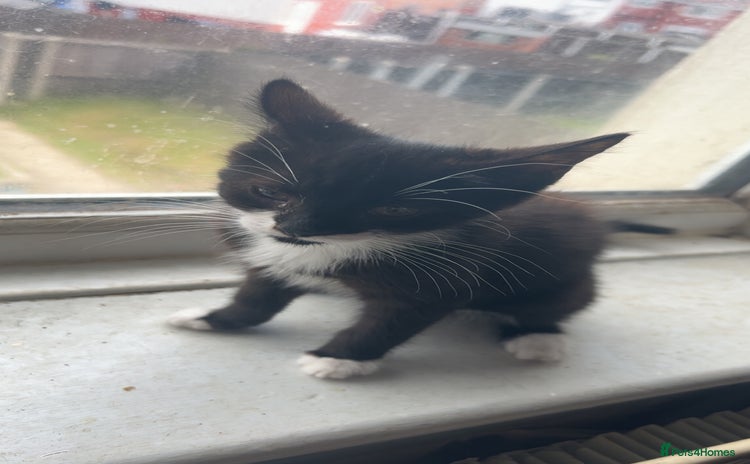 Domestic Shorthair cats - Advert 1