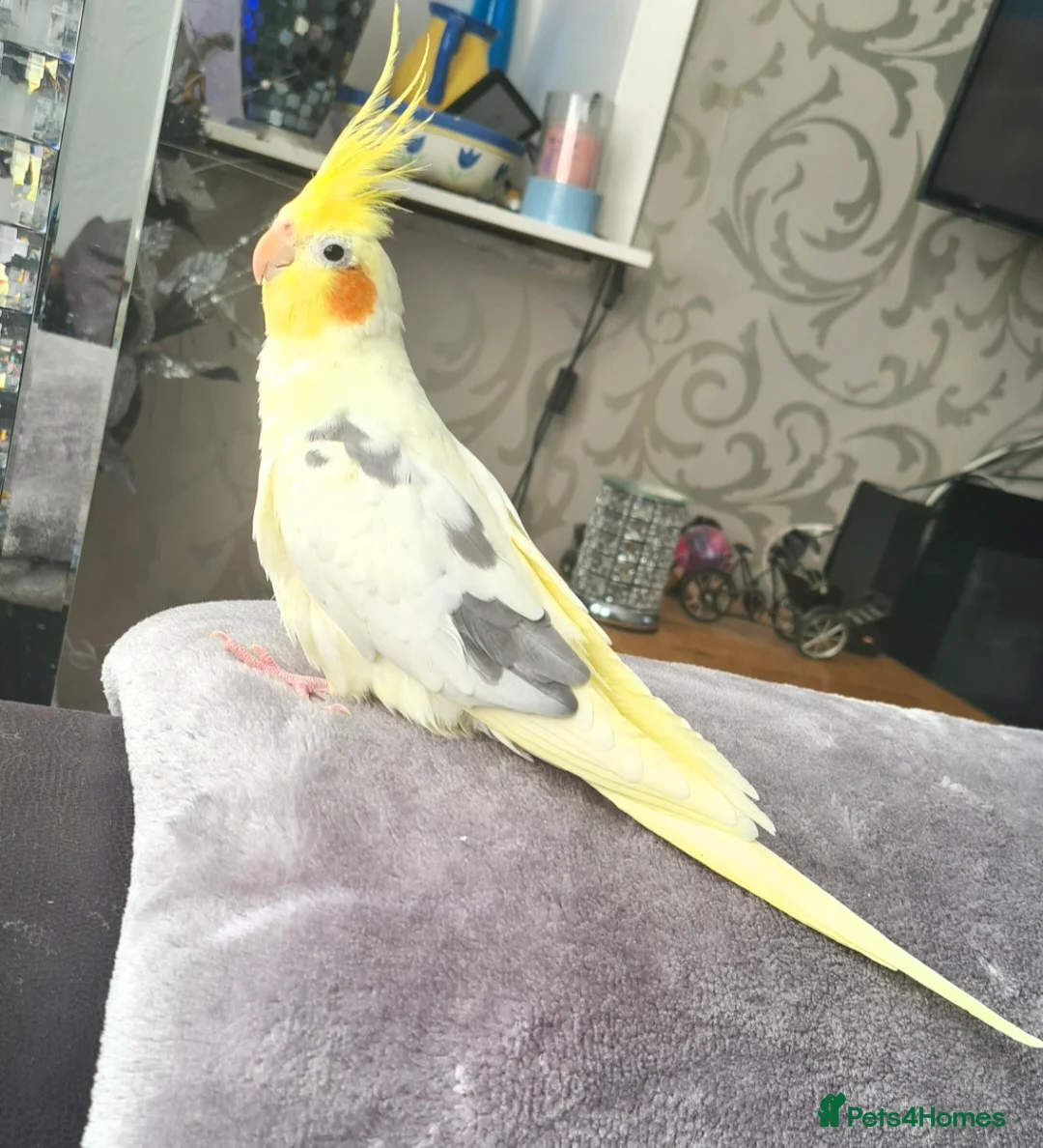 Cockatiels birds for sale: Silly tamed Cockatiel for Sale - Advert 1