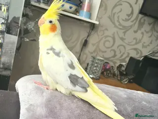 Cockatiels birds Silly tamed Cockatiel for Sale - Advert 5