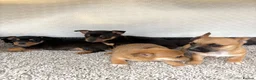Mixed Breed dogs for sale: Jack Russell Cross Chorkie Puppies - Advert 27