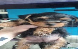 Yorkshire Terrier dogs for sale: Yorkshire Puppies for Sale  - Image 6