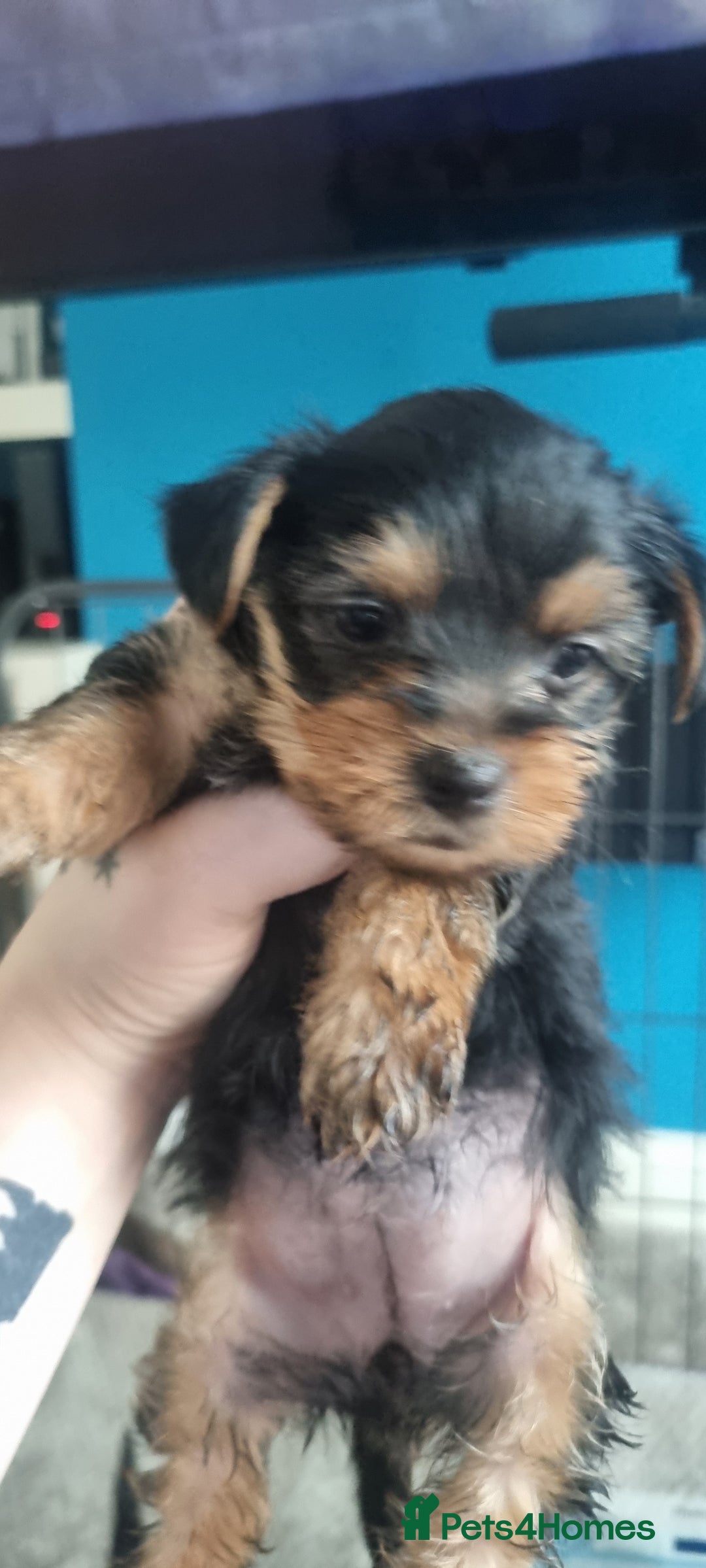 Yorkshire Terrier dogs for sale: Yorkshire Puppies for Sale  - Image 6
