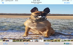 Belgian Shepherd Dog dogs for sale: KC registered Belgian Malinois Puppies - Image 14