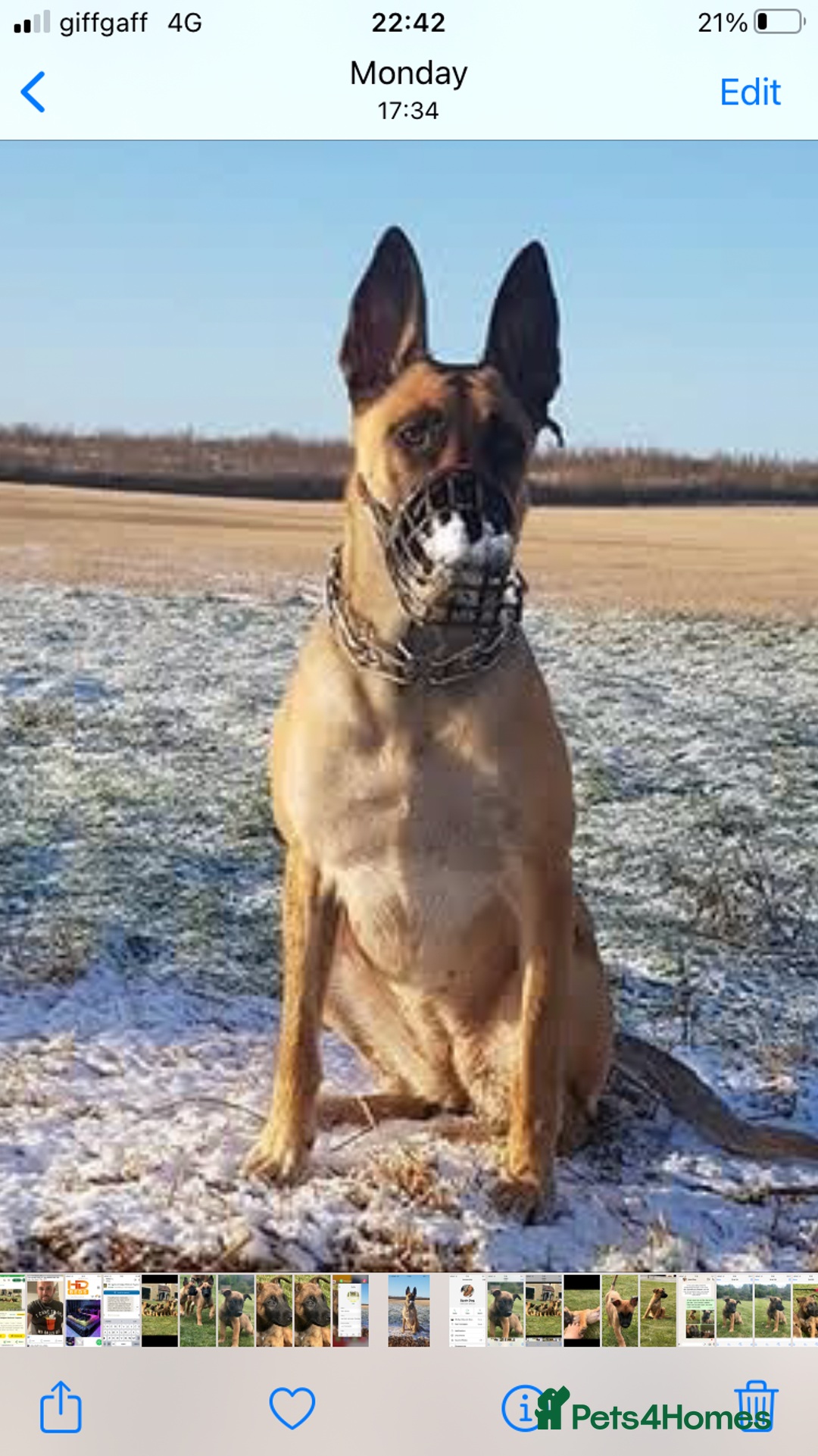 Belgian Shepherd Dog dogs for sale: KC registered Belgian Malinois Puppies - Image 14