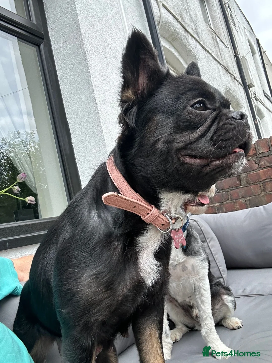 French Bulldog dogs for sale: Fluffy Frenchie requires new home - Advert 2