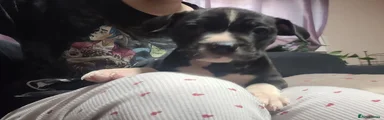Puppy 5