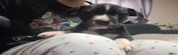 Mixed Breed dogs for sale: American Bulldog Cross Staffordshire Terrier Pups - Advert 6