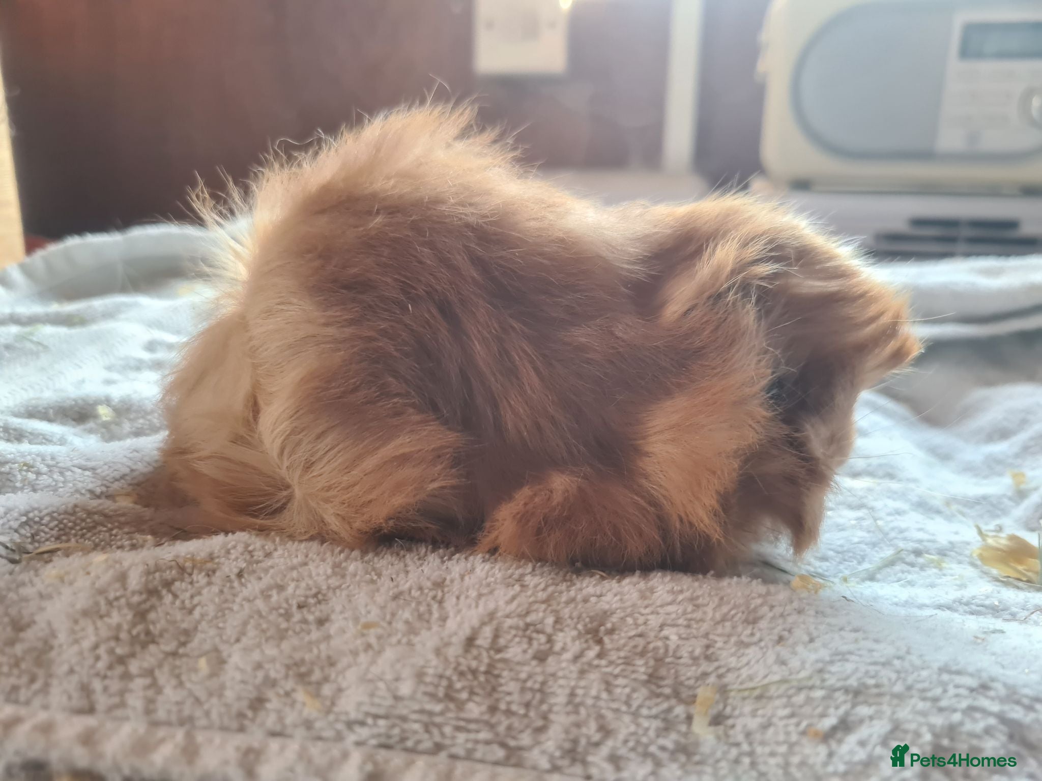 Guinea Pig rodents Pet peruvain  and sheltie boars bonded  - Advert 1