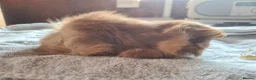 Guinea Pig rodents for sale: Pet peruvain  and sheltie boars bonded  - Advert 1