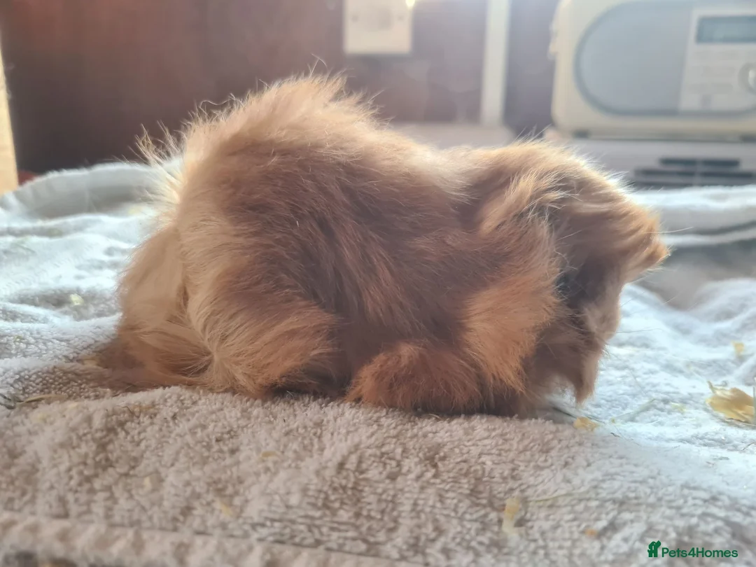 Guinea Pig rodents for sale: Pet peruvain  and sheltie boars bonded  - Advert 1