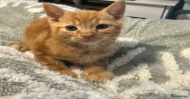 Mixed Breed cats - Advert 2