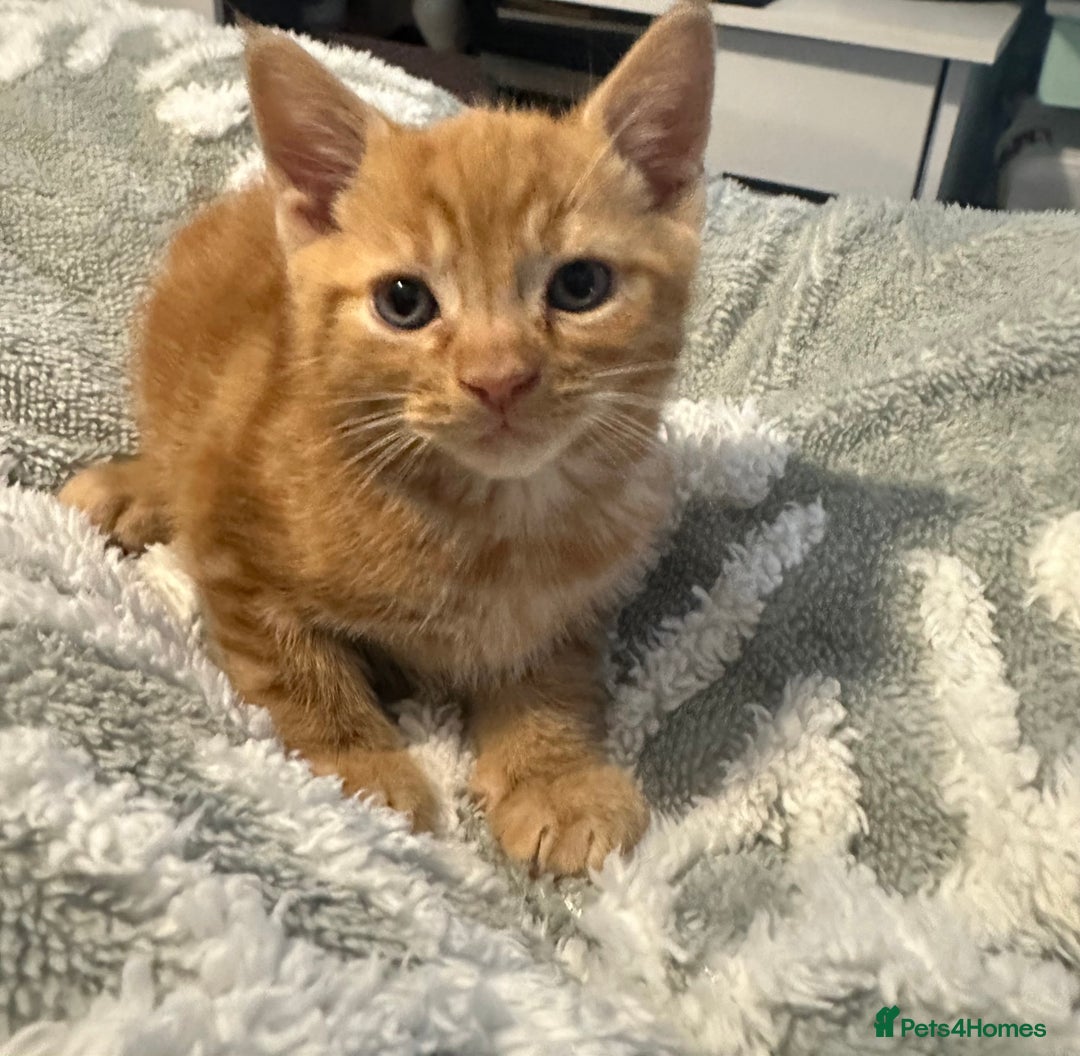 Mixed Breed cats for sale: 5 kittens for sale - Image 2