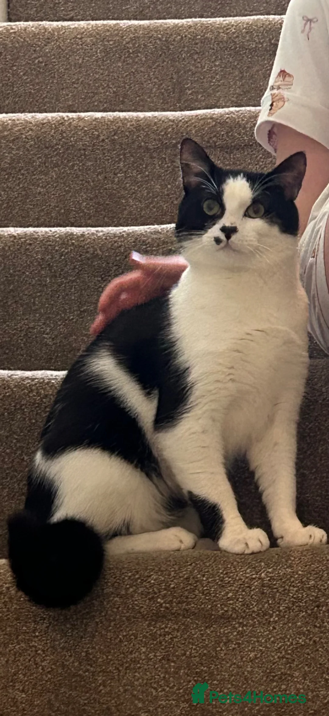 Mixed Breed cats for sale: Young male cat  in Sheffield - Advert 2
