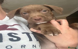 Mixed Breed dogs for sale: Springer Staffs  in St Albans - Image 5