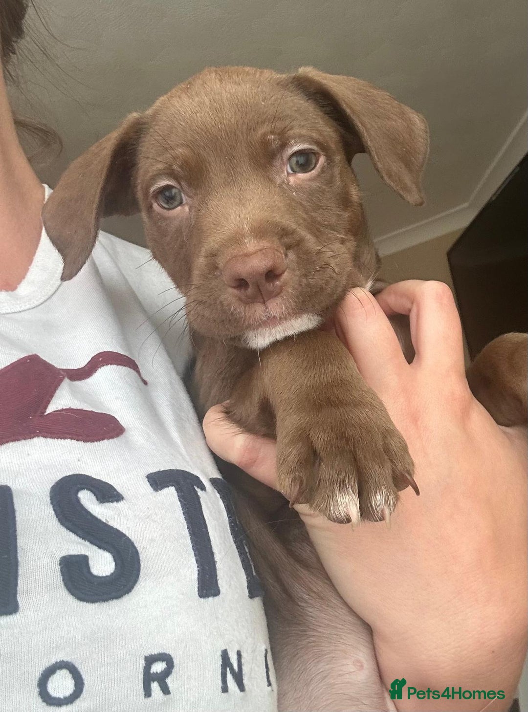 Mixed Breed dogs for sale: Springer Staffs  in St Albans - Image 5