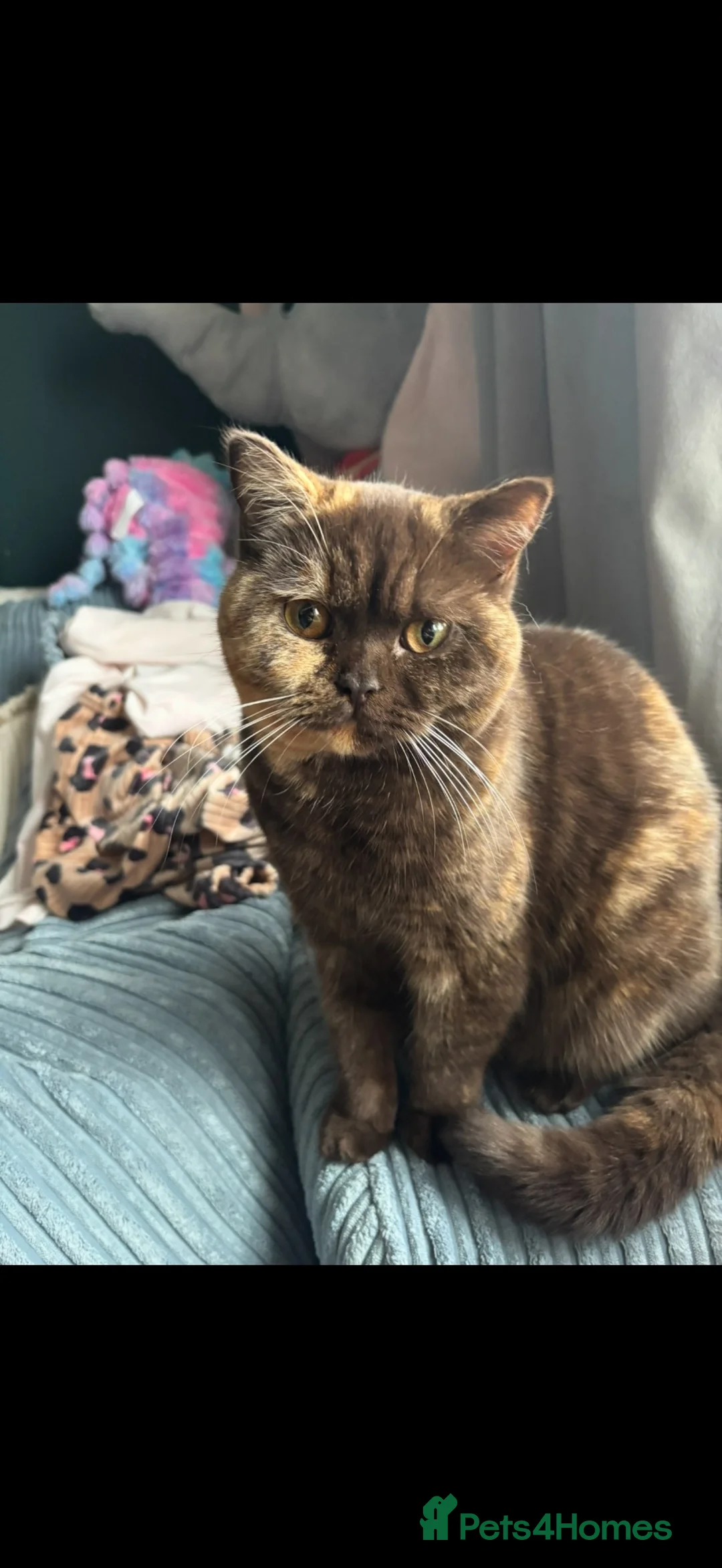 British Shorthair cats for sale: Stunning chocolate tortie  - Advert 2