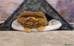 Pomeranian dogs for stud: For stud  in Billingham - Image 7