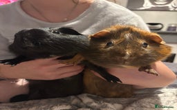 Guinea Pig rodents for sale: Shadow & Bear - Loving Guinea Pig Brothers - Image 3