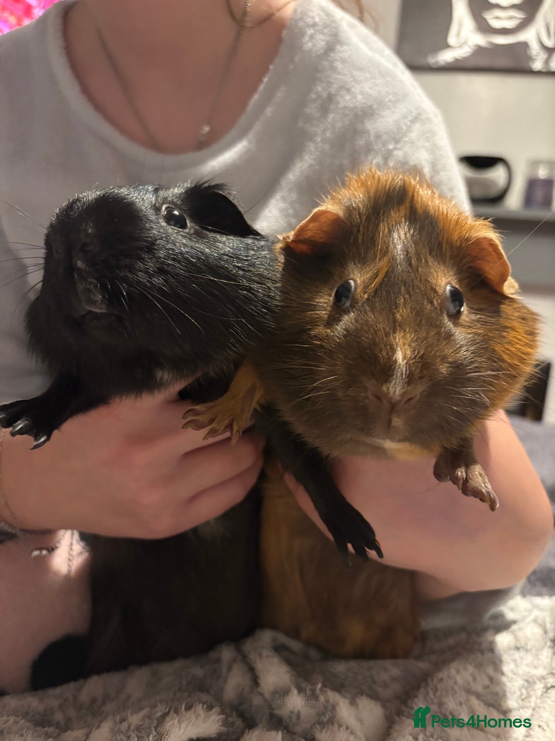 Guinea Pig rodents for sale: Shadow & Bear - Loving Guinea Pig Brothers - Image 3