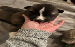 Akita dogs for sale: Akita Puppies for Sale - Advert 18